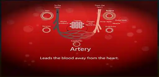 Play Circulatory and Lymphatic Systems as an online game Circulatory and Lymphatic Systems with UptoPlay