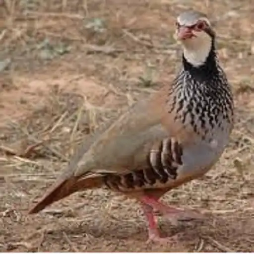 Play Claim partridge APK Play Claim partridge APK