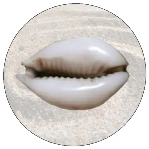 Play Clam Oracle APK Play Clam Oracle APK