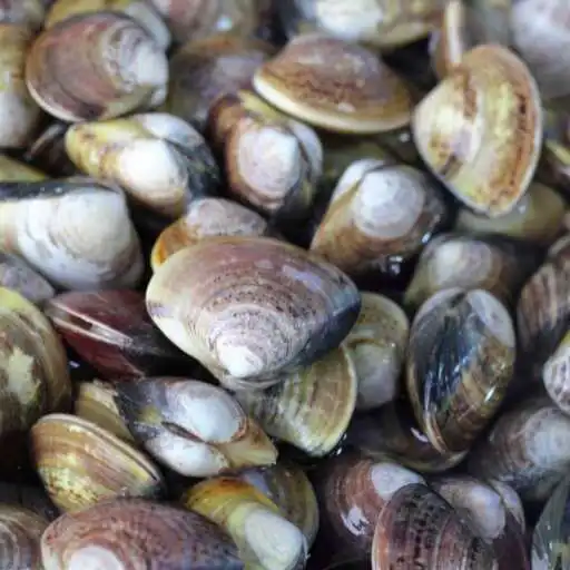 Play Clams Wallpaper APK