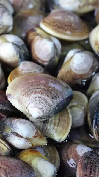 Play Clams Wallpaper and enjoy Clams Wallpaper with UptoPlay Play Clams Wallpaper and enjoy Clams Wallpaper with UptoPlay