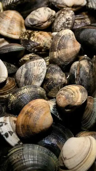 Play Clams Wallpaper as an online game online Clams Wallpaper with UptoPlay Play Clams Wallpaper as an online game Clams Wallpaper with UptoPlay