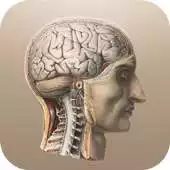 Free play online Classic Anatomy APK