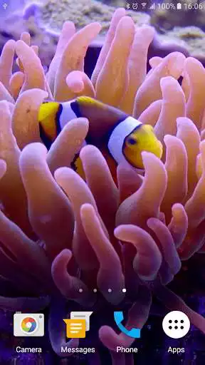 Play Clownfish Live Wallpaper