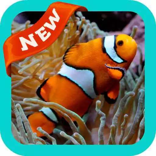 Run free android online Clownfish Wallpaper APK Run free android online Clownfish Wallpaper APK