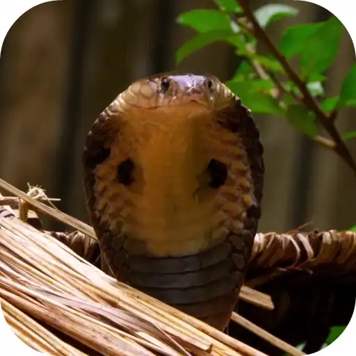 Play Cobra Video Live Wallpaper APK