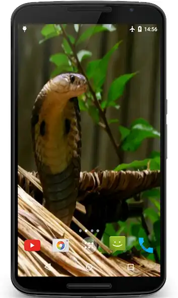 Play Cobra Video Live Wallpaper  and enjoy Cobra Video Live Wallpaper with UptoPlay