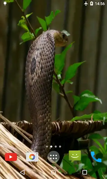 Play Cobra Video Live Wallpaper as an online game Cobra Video Live Wallpaper with UptoPlay