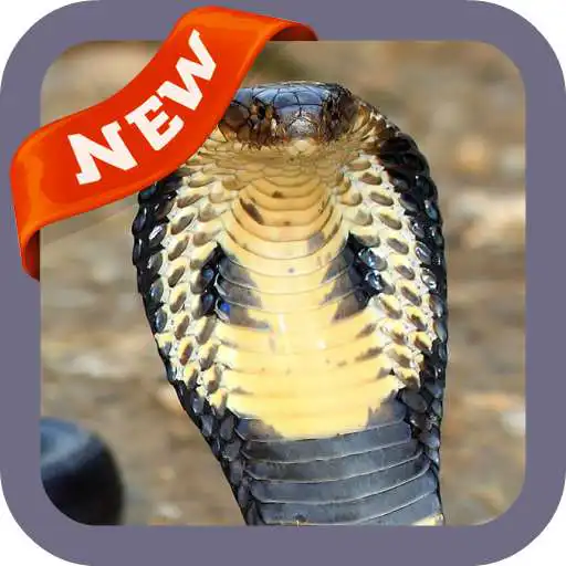 Free play online Cobra Wallpaper APK Free play online Cobra Wallpaper APK
