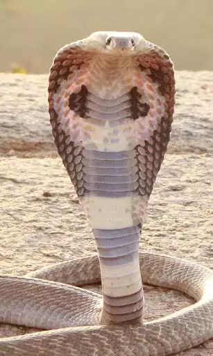 Play Cobra Wallpaper