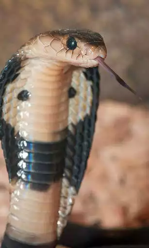 Play Cobra Wallpaper