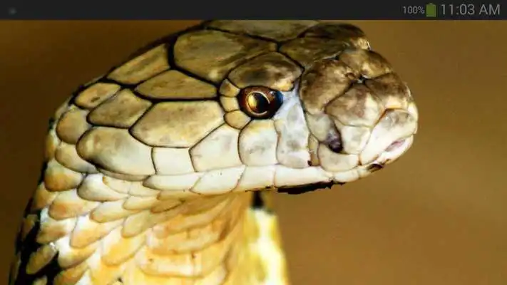 Play Cobra Wallpaper