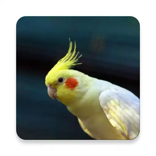 Play Cockatiel Bird Sound Collections ~ Sclip.app APK