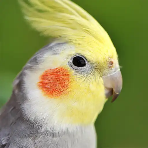 Play Cockatiel bird sounds APK