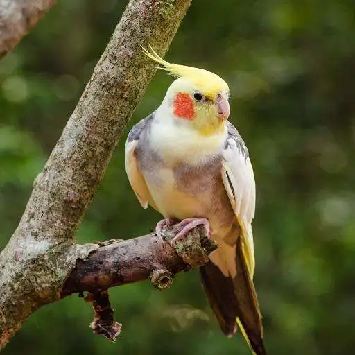 Play Cockatiel Bird Wallpapers HD APK