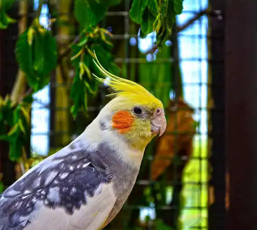 Play Cockatiel Bird Wallpapers HD  and enjoy Cockatiel Bird Wallpapers HD with UptoPlay