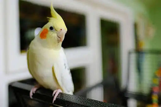 Play Cockatiel Bird Wallpapers HD as an online game Cockatiel Bird Wallpapers HD with UptoPlay