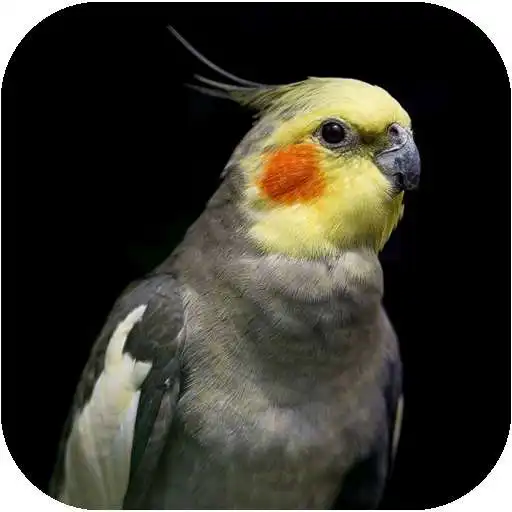 Play Cockatiel Sounds and Images APK Play Cockatiel Sounds and Images APK