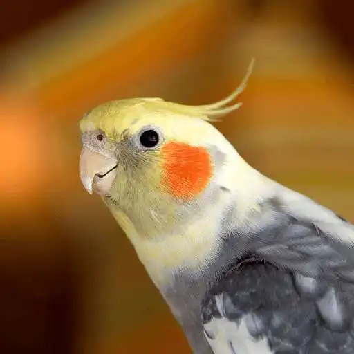 Play Cockatiel Sounds APK Play Cockatiel Sounds APK