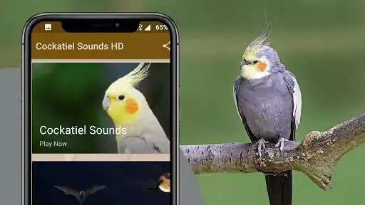 Play Cockatiel sounds