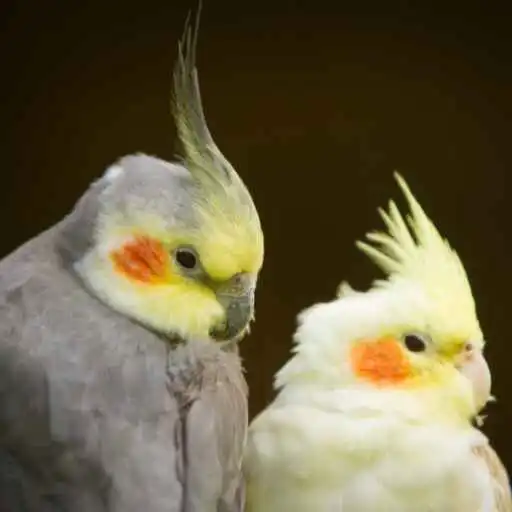 Play Cockatiel Wallpaper APK