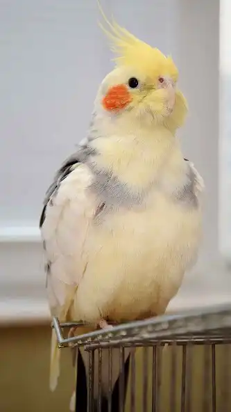 Play Cockatiel Wallpaper and enjoy Cockatiel Wallpaper with UptoPlay Play Cockatiel Wallpaper and enjoy Cockatiel Wallpaper with UptoPlay