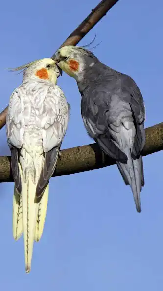 Play Cockatiel Wallpaper as an online game online Cockatiel Wallpaper with UptoPlay Play Cockatiel Wallpaper as an online game Cockatiel Wallpaper with UptoPlay