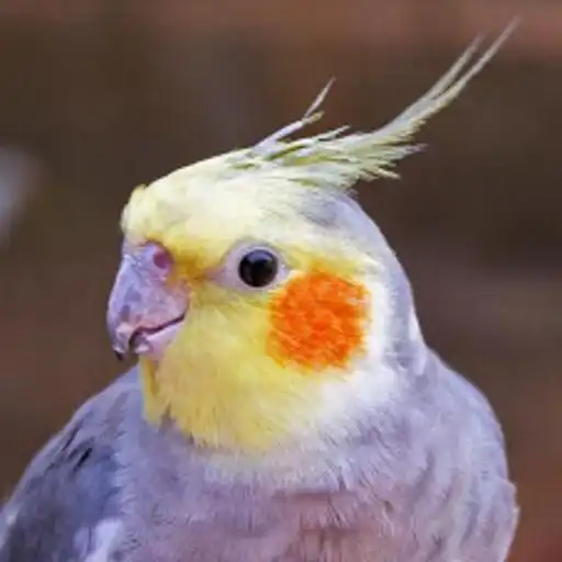 Play Cockatiel Wallpapers HD APK