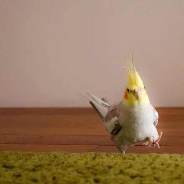 Play Cockatiel Wallpapers HD and enjoy Cockatiel Wallpapers HD with UptoPlay Play Cockatiel Wallpapers HD and enjoy Cockatiel Wallpapers HD with UptoPlay