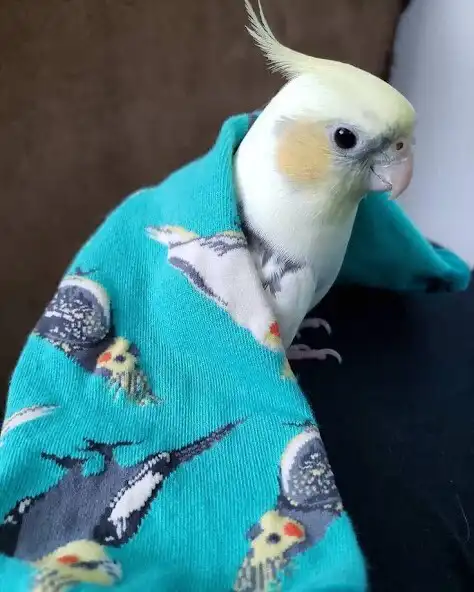 Play Cockatiel Wallpapers HD as an online game online Cockatiel Wallpapers HD with UptoPlay Play Cockatiel Wallpapers HD as an online game Cockatiel Wallpapers HD with UptoPlay