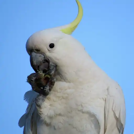 Play Cockatoos Parrot APK
