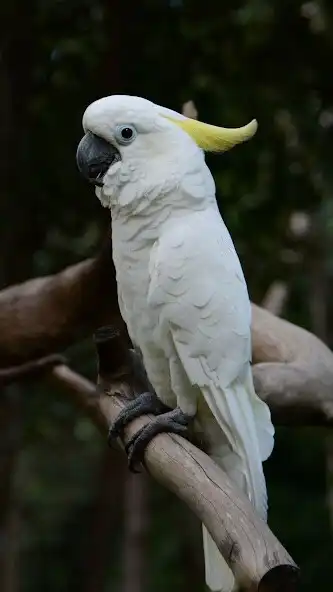 Play Cockatoos Parrot  and enjoy Cockatoos Parrot with UptoPlay