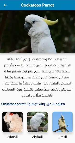 Play Cockatoos Parrot as an online game Cockatoos Parrot with UptoPlay