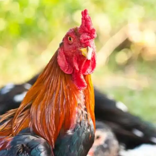 Play Cockfight crow sound APK