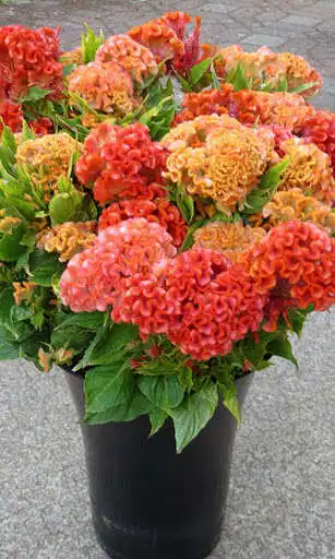 Play Cockscomb Wallpaper  and enjoy Cockscomb Wallpaper with UptoPlay