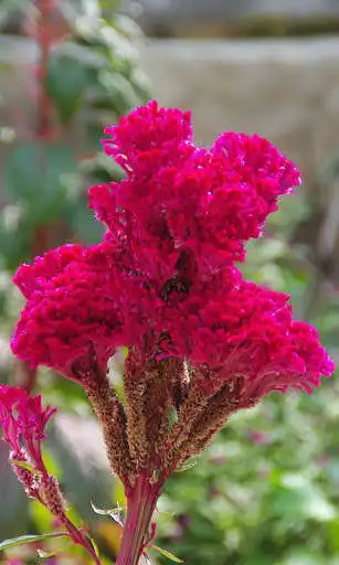 Play Cockscomb Wallpaper as an online game Cockscomb Wallpaper with UptoPlay