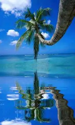 Play Coconut Tree on the Beach LWP