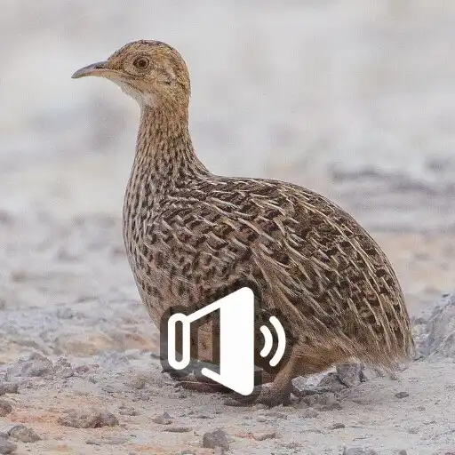 Play Codorna do Nordeste APK