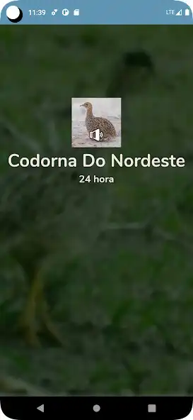 Play Codorna do Nordeste  and enjoy Codorna do Nordeste with UptoPlay