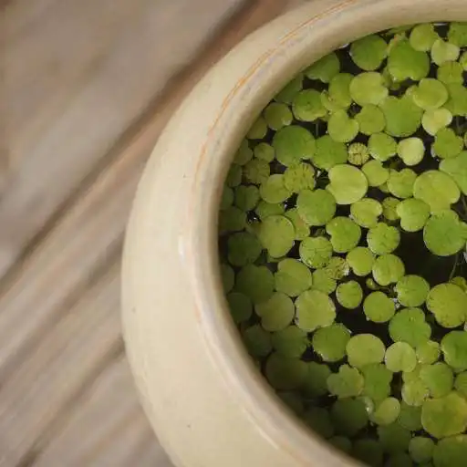 Play Coffee House APK