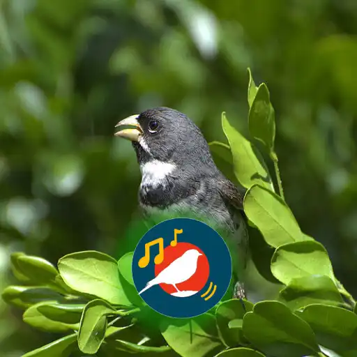 Play Coleiro Cantando tui tui APK