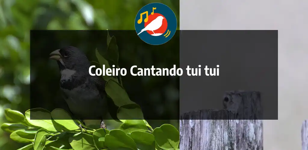 Play Coleiro Cantando tui tui as an online game online Coleiro Cantando tui tui with UptoPlay Play Coleiro Cantando tui tui as an online game Coleiro Cantando tui tui with UptoPlay