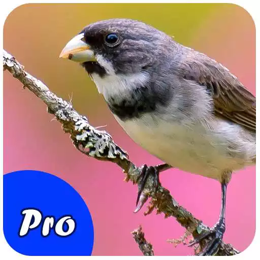 Free play online Coleiro Encarte Pro APK