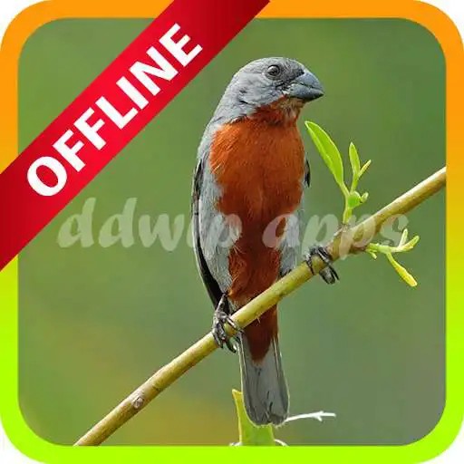 Run free android online Coleiro Tui Tui Mestre APK