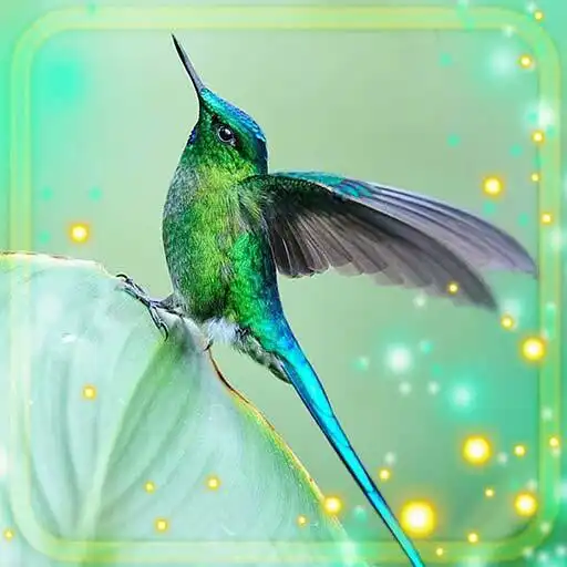 Play Colibri Exotic Live Wallpaper APK
