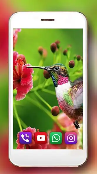 Play Colibri Exotic Live Wallpaper  and enjoy Colibri Exotic Live Wallpaper with UptoPlay