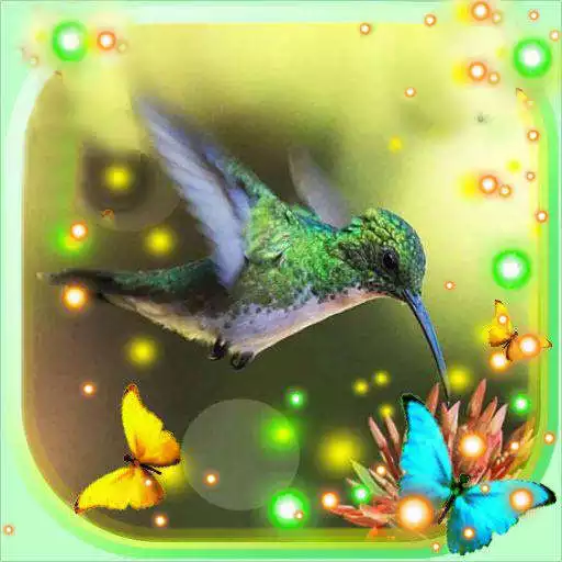 Play Colibri LWP APK