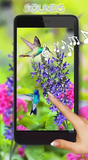 Play Colibri LWP  and enjoy Colibri LWP with UptoPlay