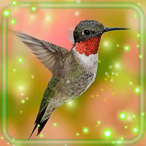 Play Colibry Bright Live Wallpaper APK Play Colibry Bright Live Wallpaper APK