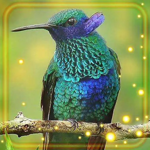 Play Colibry Hummingbird Cute APK